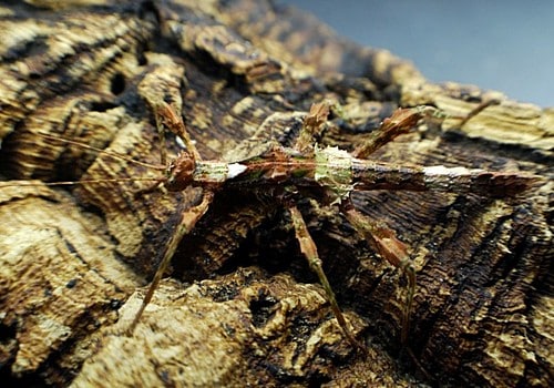 Insekten 5 Trachyaretaon