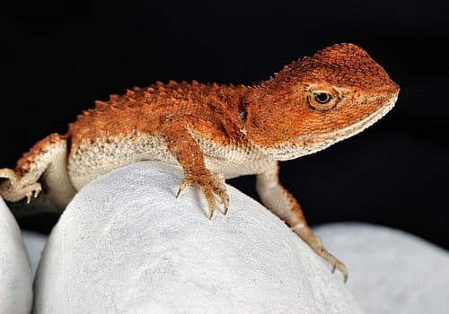 N. Afrika Dornschwanzagame
