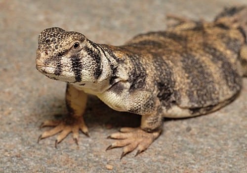 Oman Dornschwanzagame