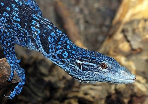 Warane 5 Blauer Baumwaran
