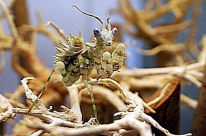Insekten 3 Blütenmantis