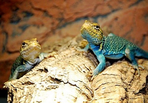 Leguane 3 Wichita Halsbandleguan