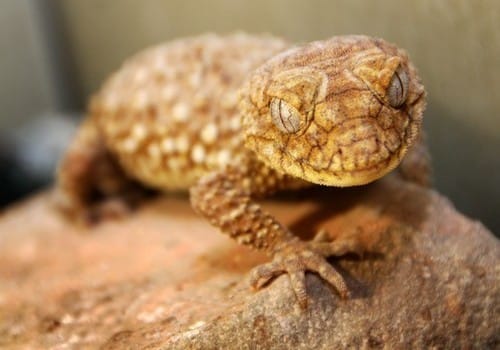 Geckos 12 Knopfschwanzgecko
