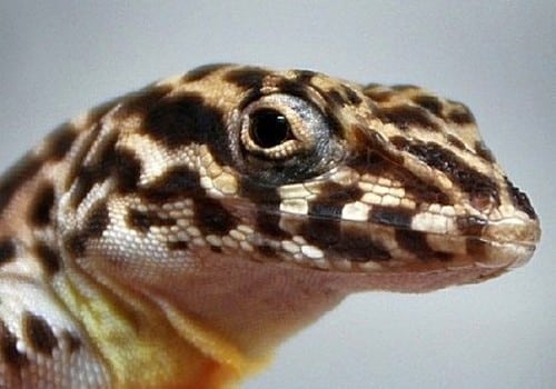 Leguane 7 Panteranolis