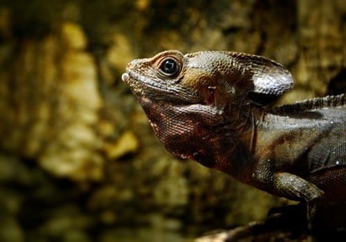 Leguane 10 Streifenbasilisk