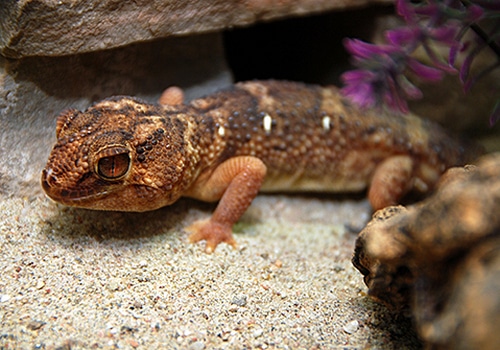 Geckos 9 Sandgecko