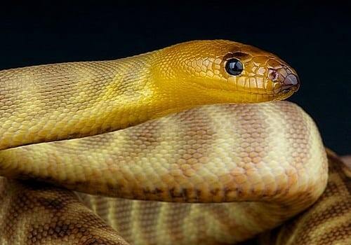 Woma Pyton