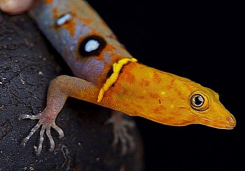 Geckos 10 Neotropischer Taggecko