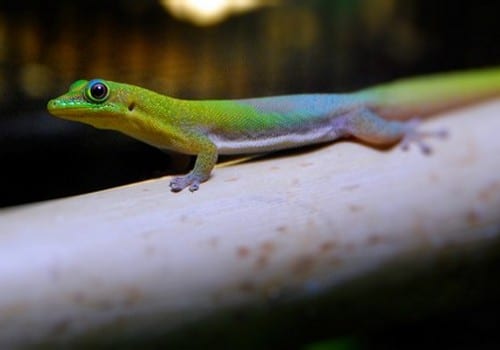 Geckos 13