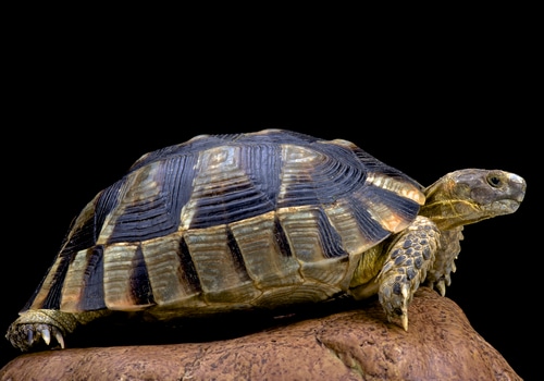 Breitrandschildkröte