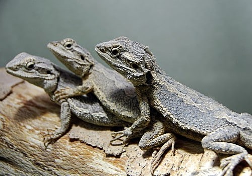 Westliche Bartagame
