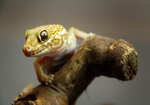 Geckos 20 Madagaskar Grosskopfgecko