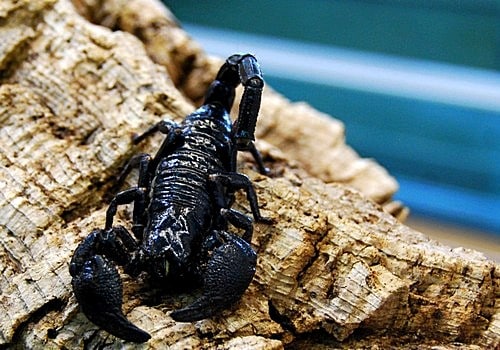 Skorpione 1 Kaiserskorpion