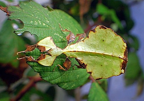 Insekten 4 Grosses wandelndes Blatt