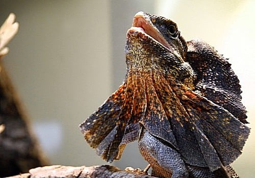 Australische Kragenechse
