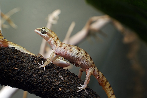 Geckos 8 Steudners Zwergwüstengecko