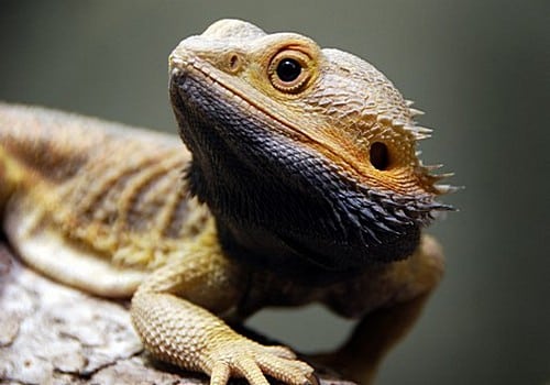 Bartagame
