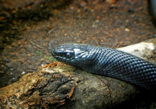 Schlangen halten 2 Schwarze Kettennatter