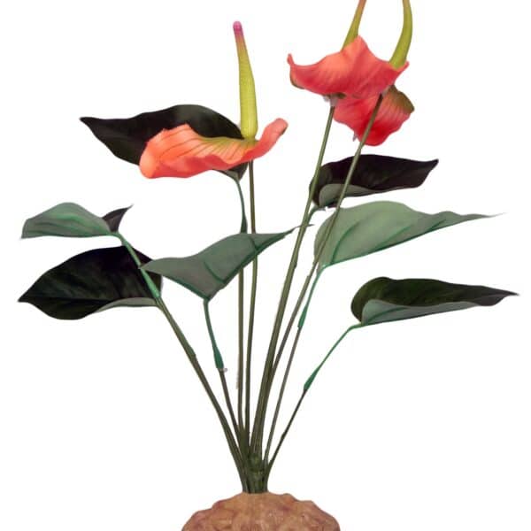Anthurium Bush 29cm