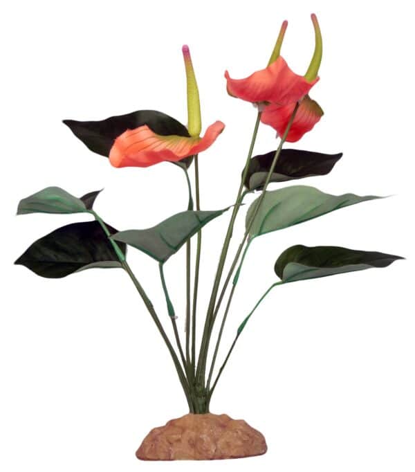 Anthurium Bush 29cm