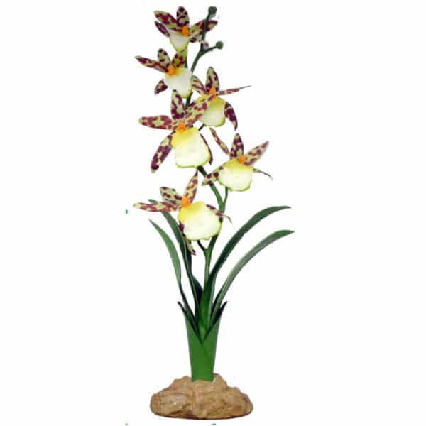 Spider Orchid