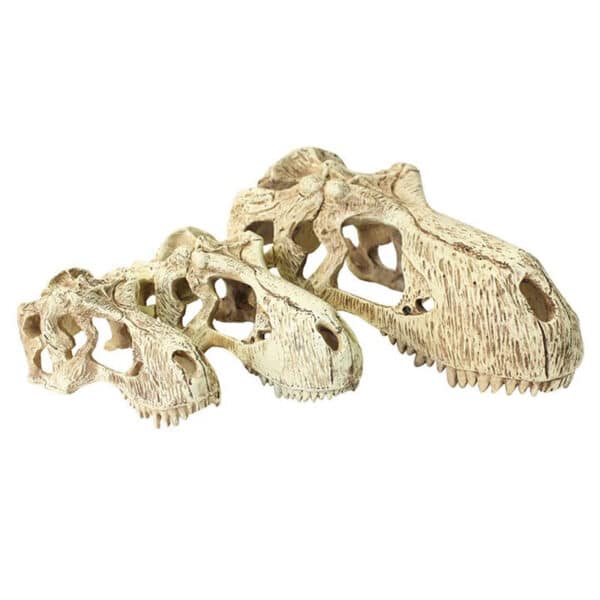 T-Rex Skulls (Dinosaurierschädel)