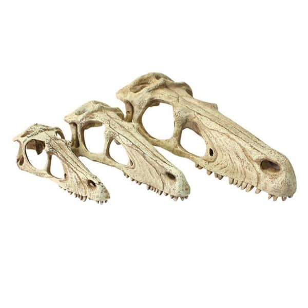 Raptor skull