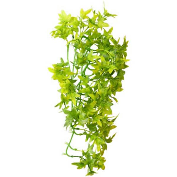 Climber Ivy