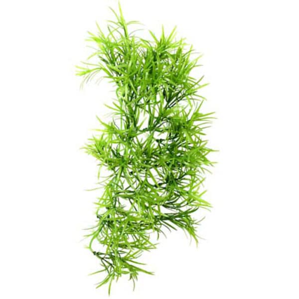 Climber Tropica 1