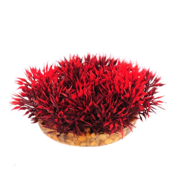 Everglade Red
