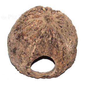 Paranussschale gelocht