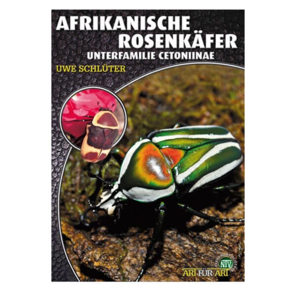 afrikanische_rosenkaefer_