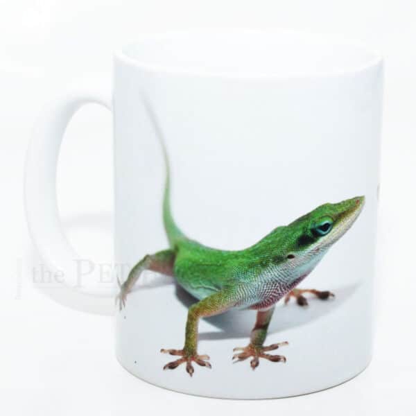 Trinktasse Anolis carolinensis