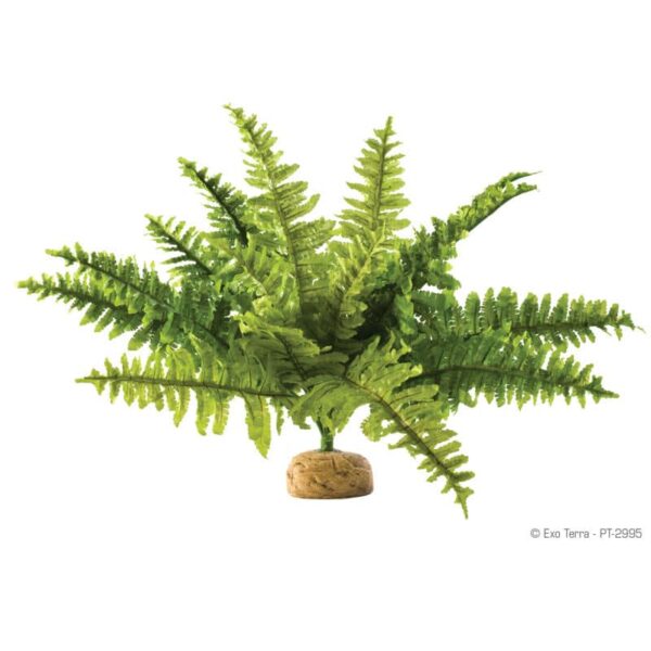 Boston Farn mittel 2995