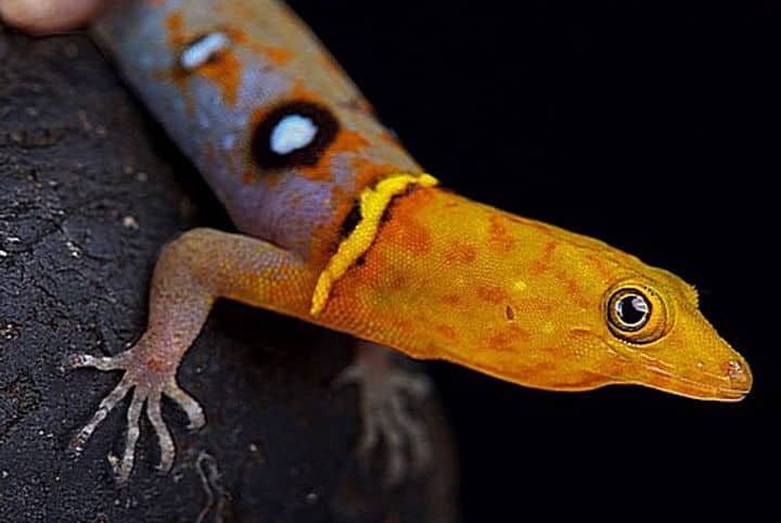 Vergesellschaftung von Dendrobaten mit Geckos 1 Gonatodes