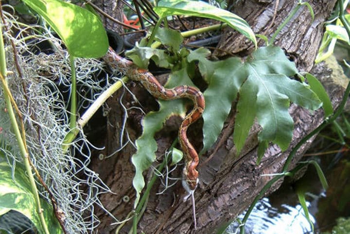 Kornnatter (Pantherophis guttatus) 1