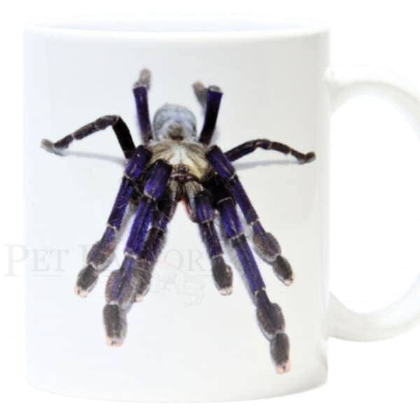 L. violaceopes