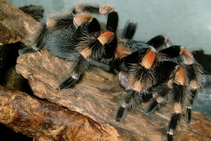 Brachipelma smithi