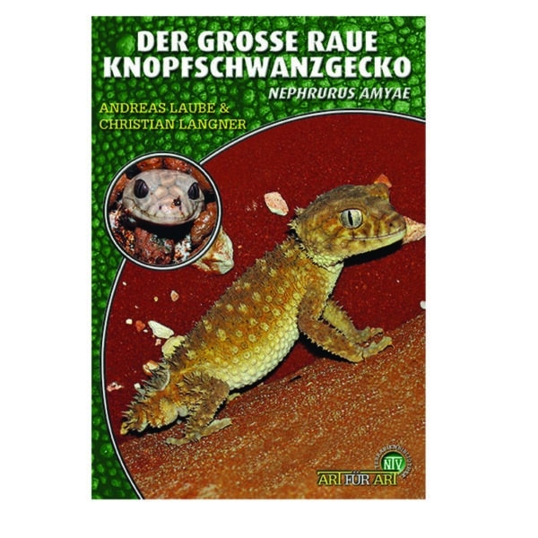 Der Große Raue Knopfschwanzgecko