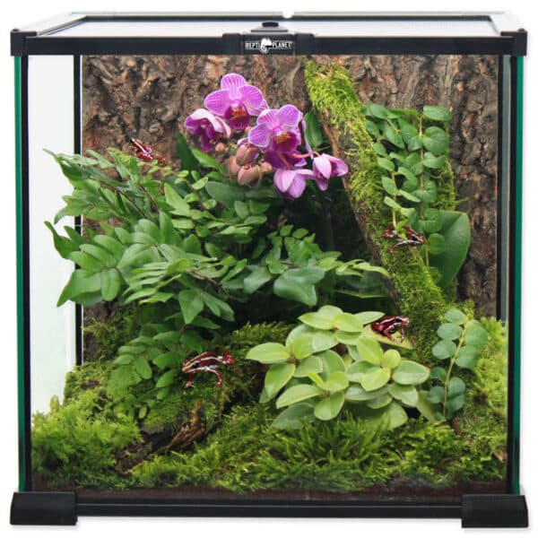 C. Quadratformat-Terrarium, 20 x 20 x 20 cm