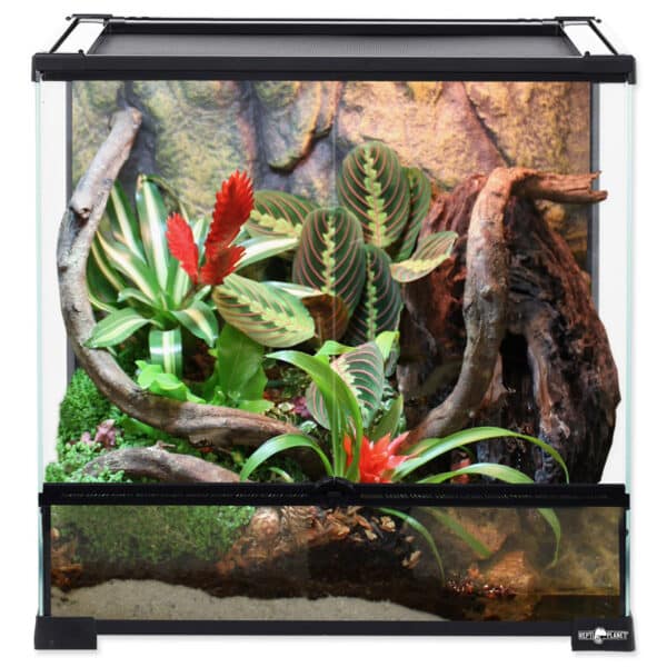 C. Quadratformat-Terrarium, 60 x 45 x 60 cm