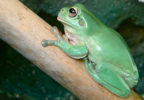 Korallenfinger Laubfrosch
