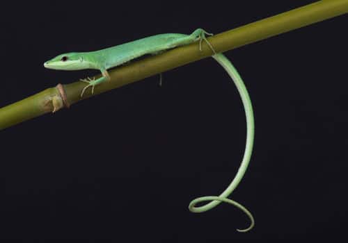 Takydromus smaragdinus