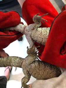 Home 15 Varanus Similis wird mit dicken Handschuhen zu Geschlechtsbestimmung festgehalten