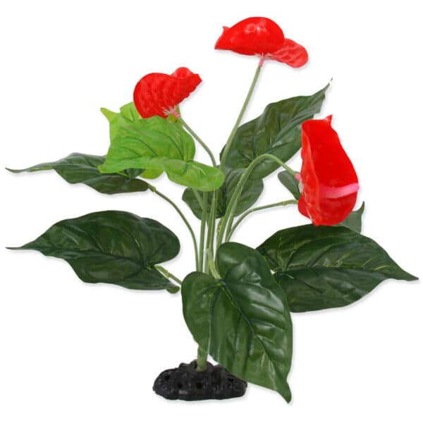 Anthurium 40 cm