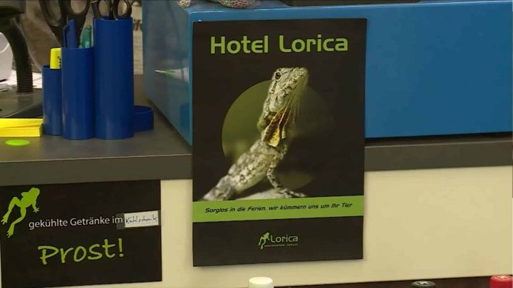 Home 7 Kleines Plakat, dass für das Ferienhotel wirbt. Mit einem grünen Gecko, der den Kopf nach oben regt.