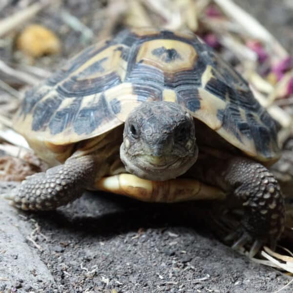 Anleitung Überwinterung Landschildkröten